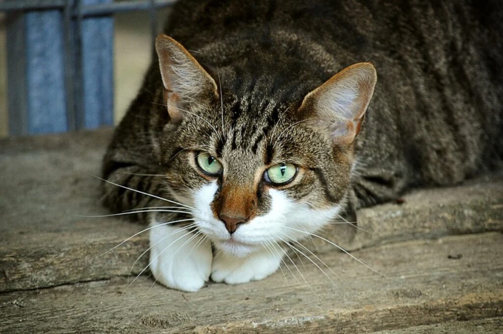 felino curioso simpatico