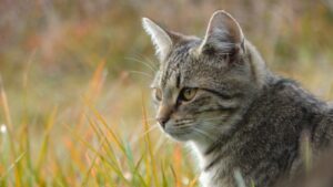 4 suggerimenti per garantire al gatto una vita di qualità