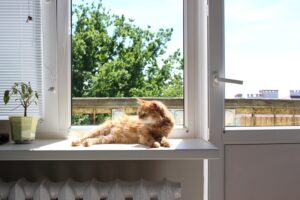 4 trucchi fondamentali per la sicurezza del gatto in casa