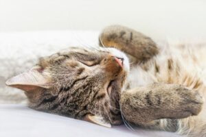 4 trucchi per creare un ambiente privo di stress per il gatto