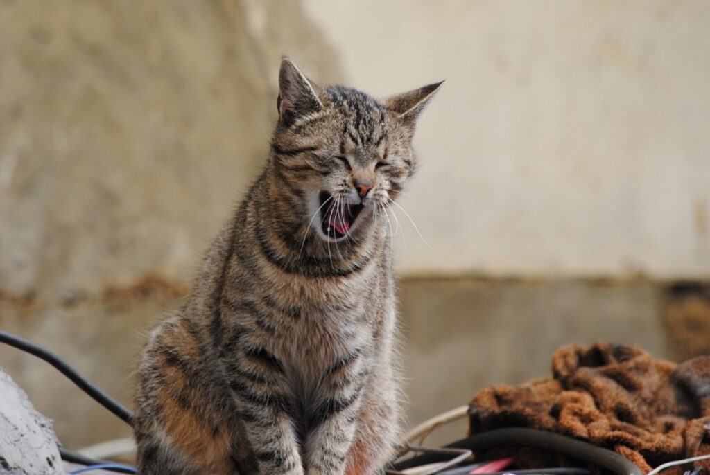 gatto sbadiglio sonno