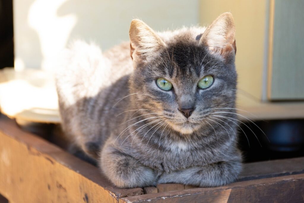 micio occhi sguardo