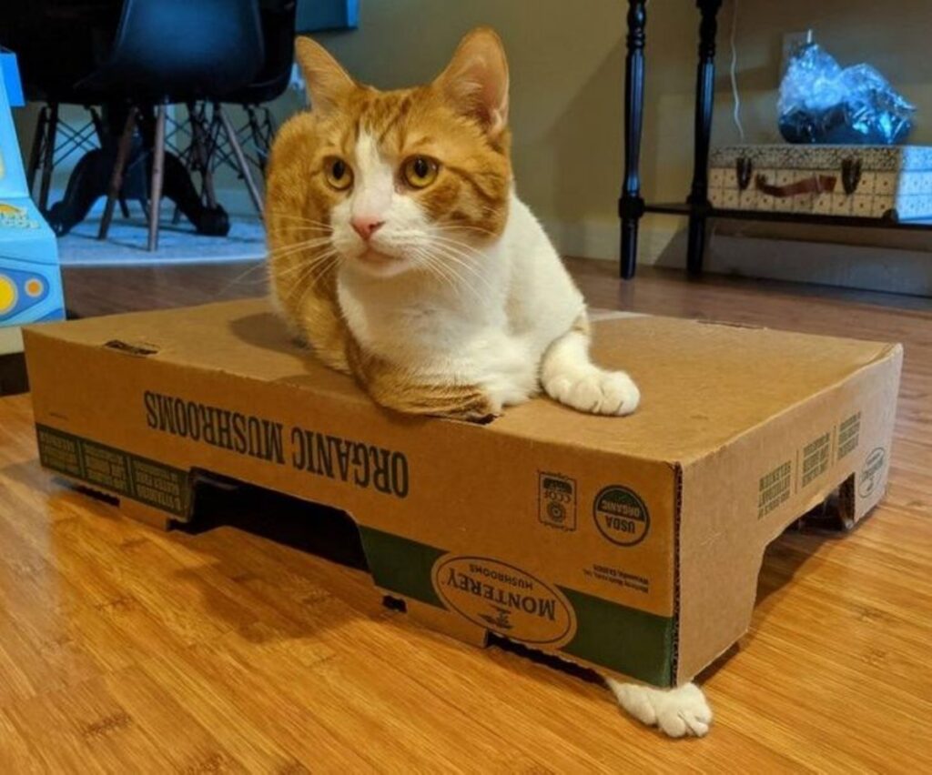 gatto sopra scatola