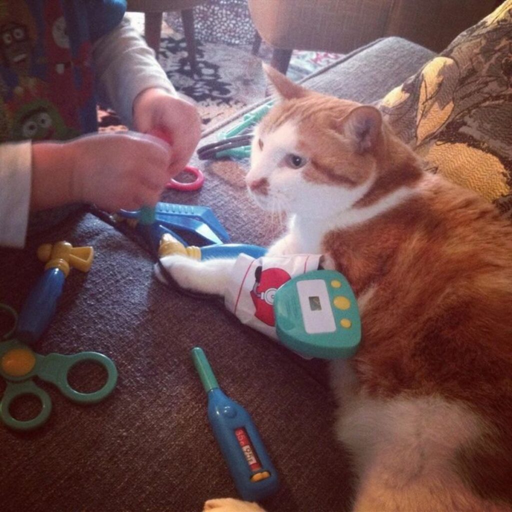 gatto paziente dottore