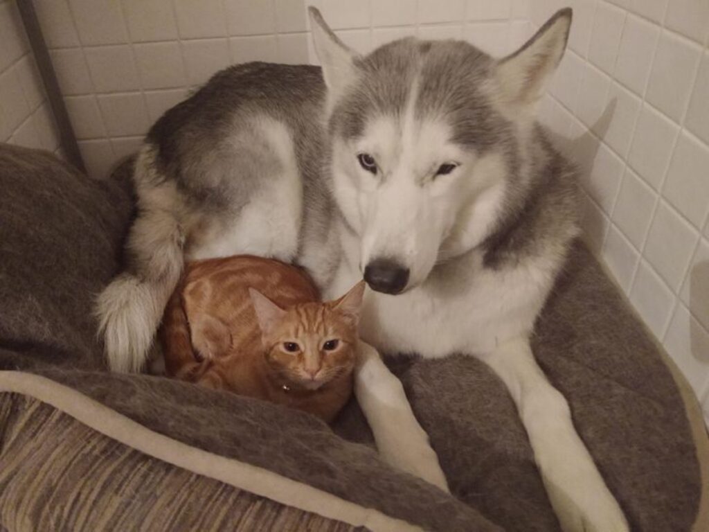 husky con felino