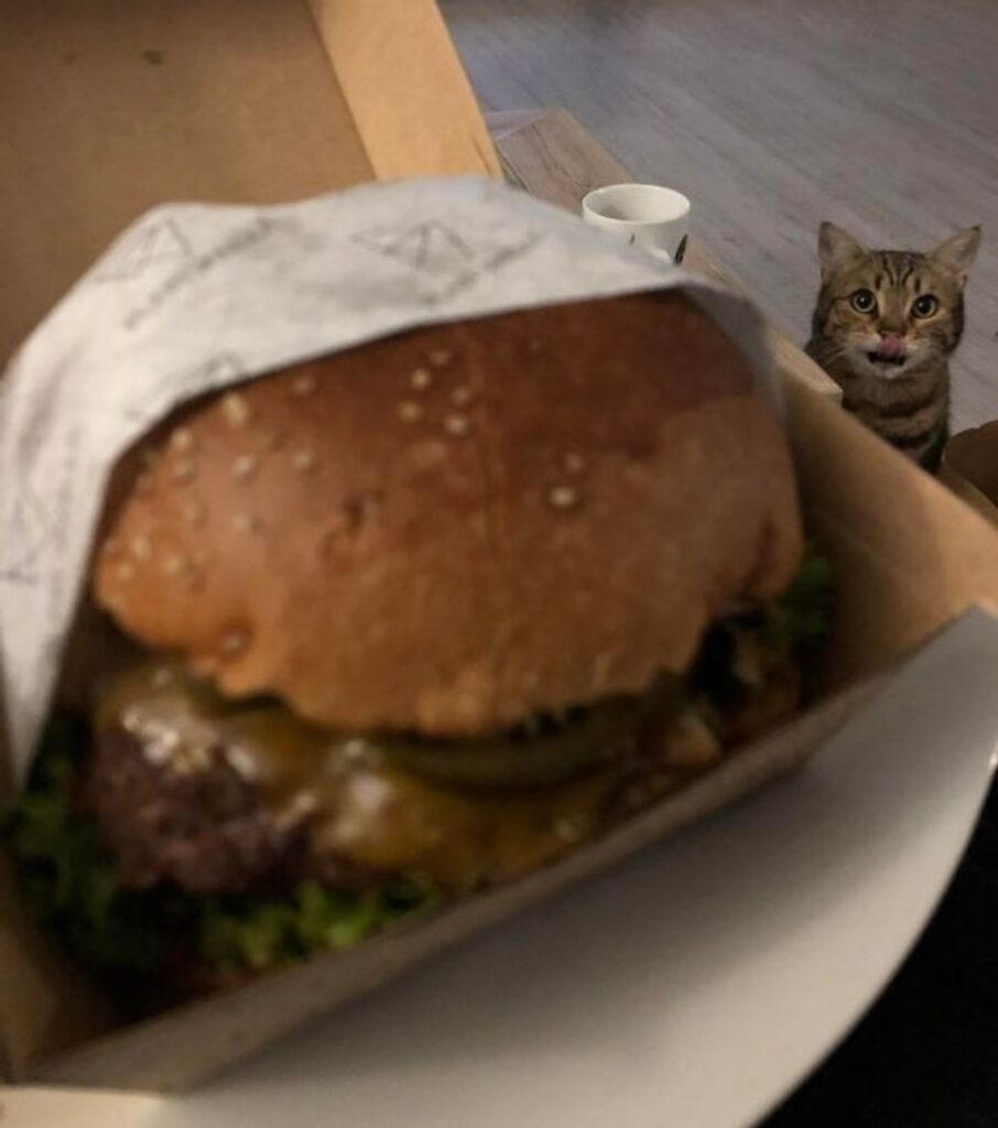 felino vuole hamburger