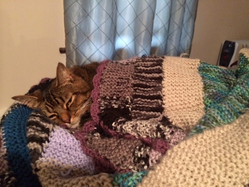 gatto caldo coperte