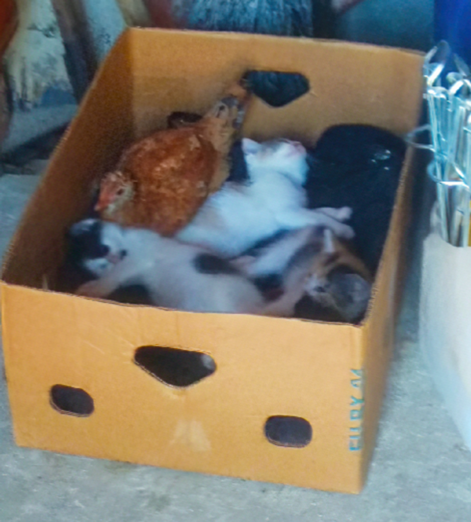 felini dentro scatola