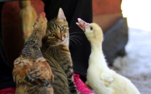 6 foto che dimostrano che i gatti possono fare amicizia con chiunque