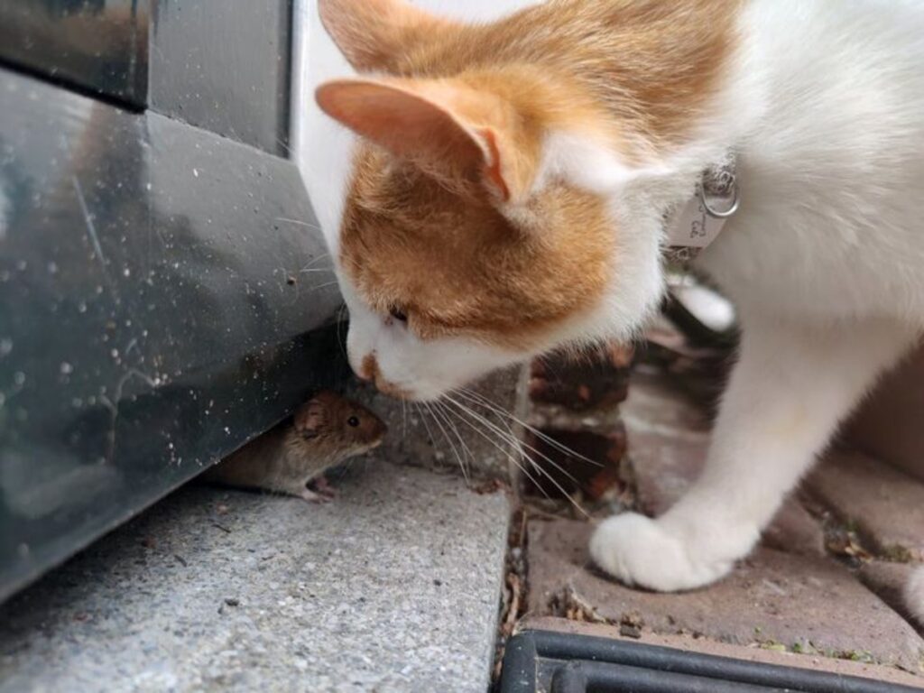 micio con topo