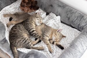 6 foto che dimostrano quanto possono essere affettuosi i gatti