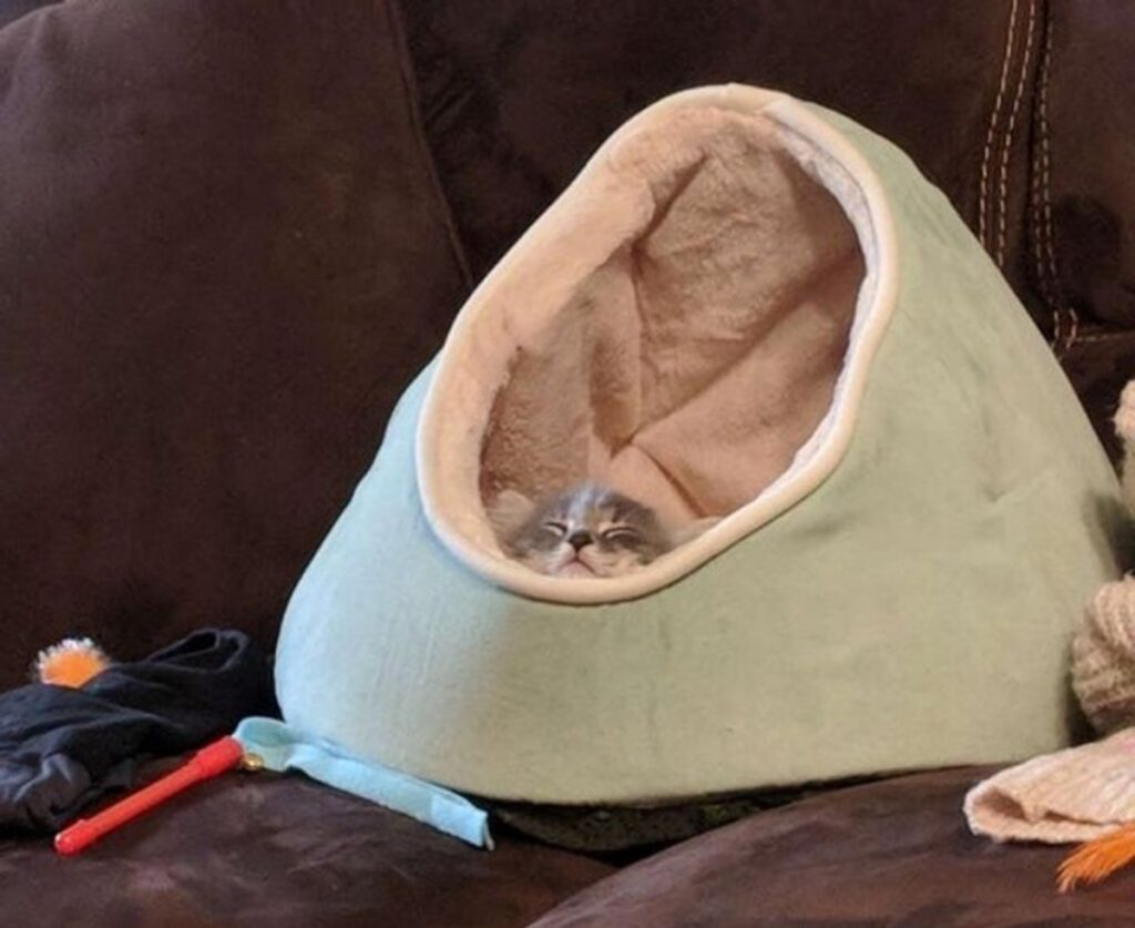 gatto cuccia capsula 