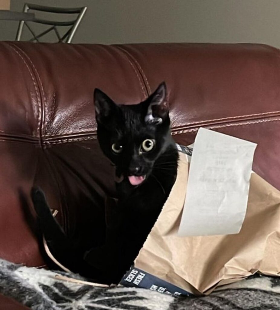 gatto nel sacchetto