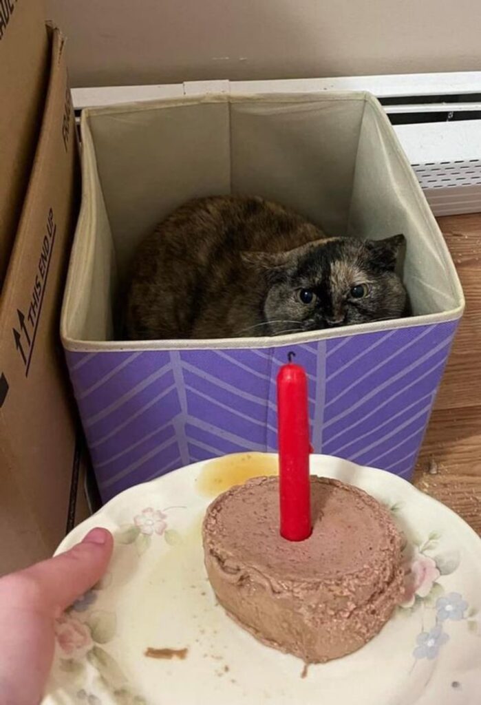 gatto torta festa