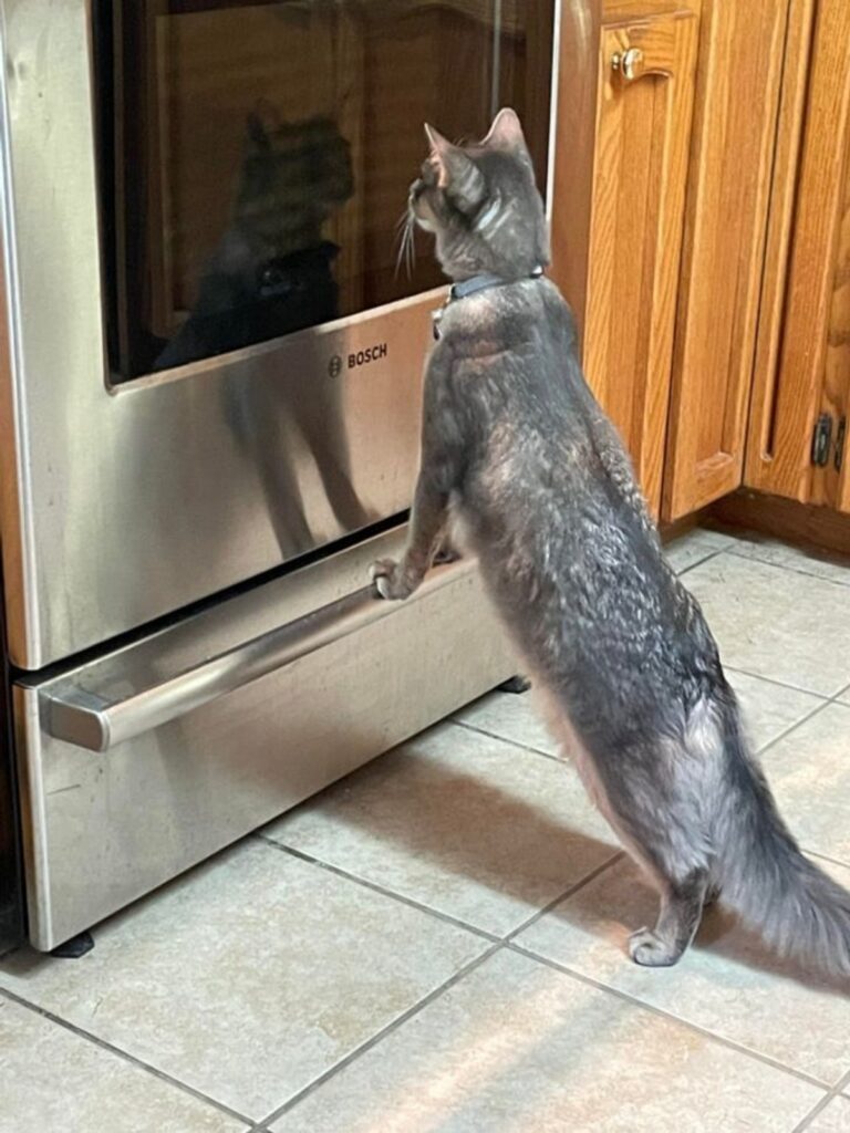 gatto forno riflesso