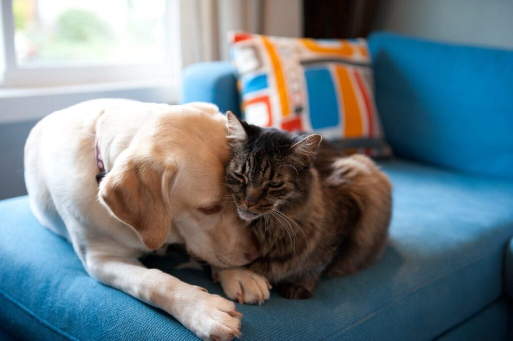 cane gatto amici