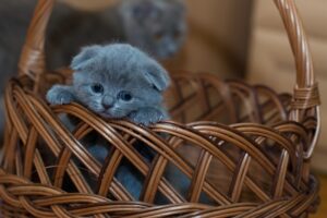 6 foto di gatti che aggiungeranno dolcezza alla tua giornata