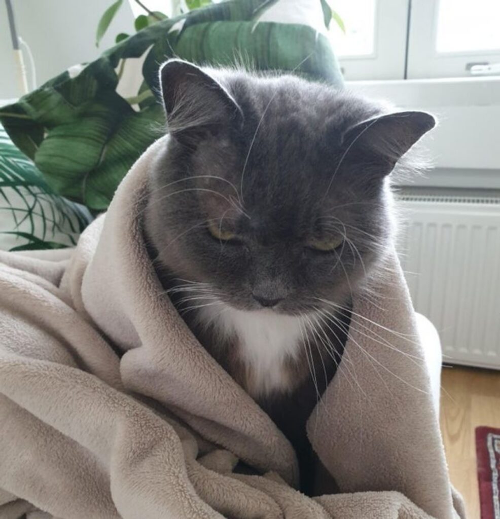 felino coperta buffo