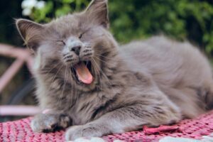 6 foto di gatti che fanno smorfie tutte da ridere