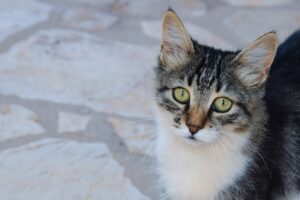 6 foto di gatti che hanno conquistato il cuore del loro veterinario