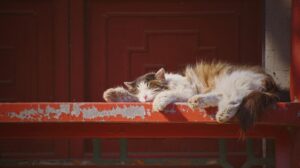 6 foto di gatti che hanno raggiunto lo stato di relax più assoluto