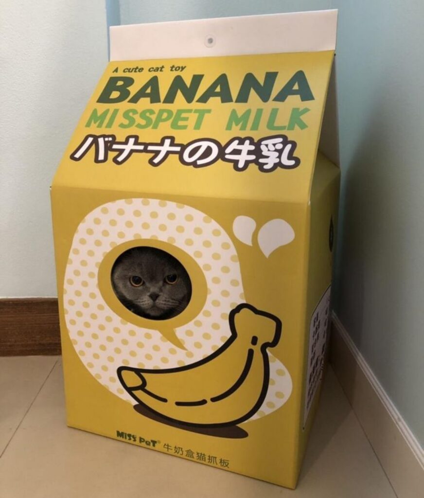 gatto banana casa