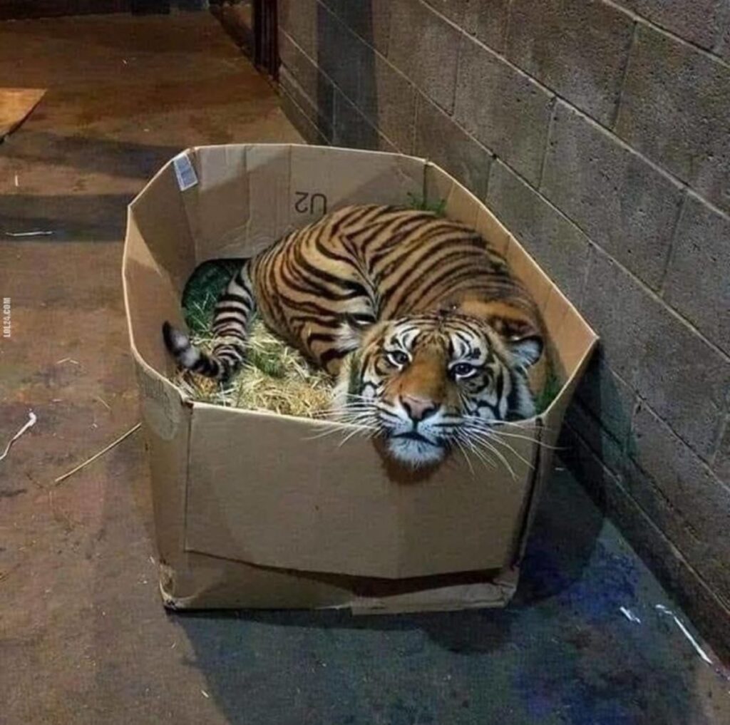tigre dentro scatola