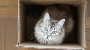 6 foto di gatti che non riescono a fare a meno delle loro scatole