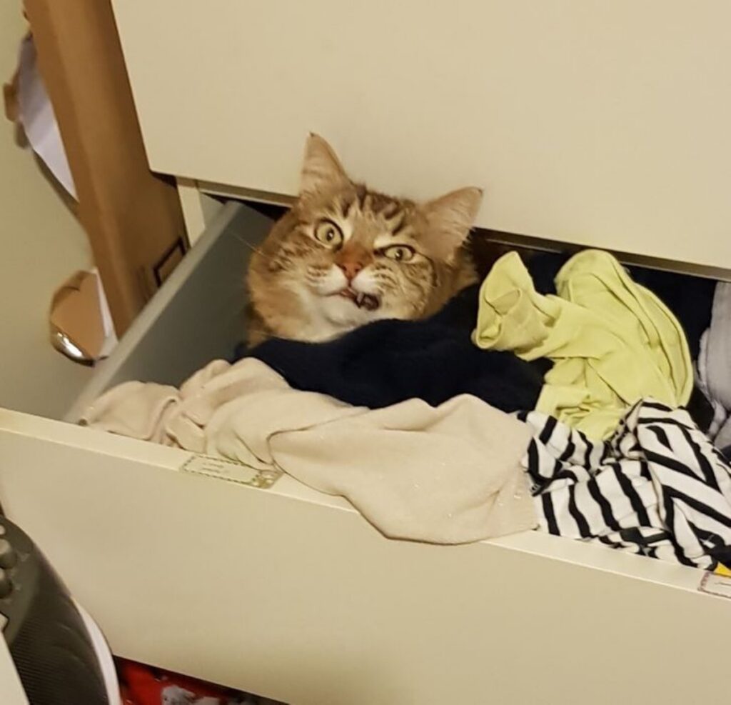 gatto nel cassetto