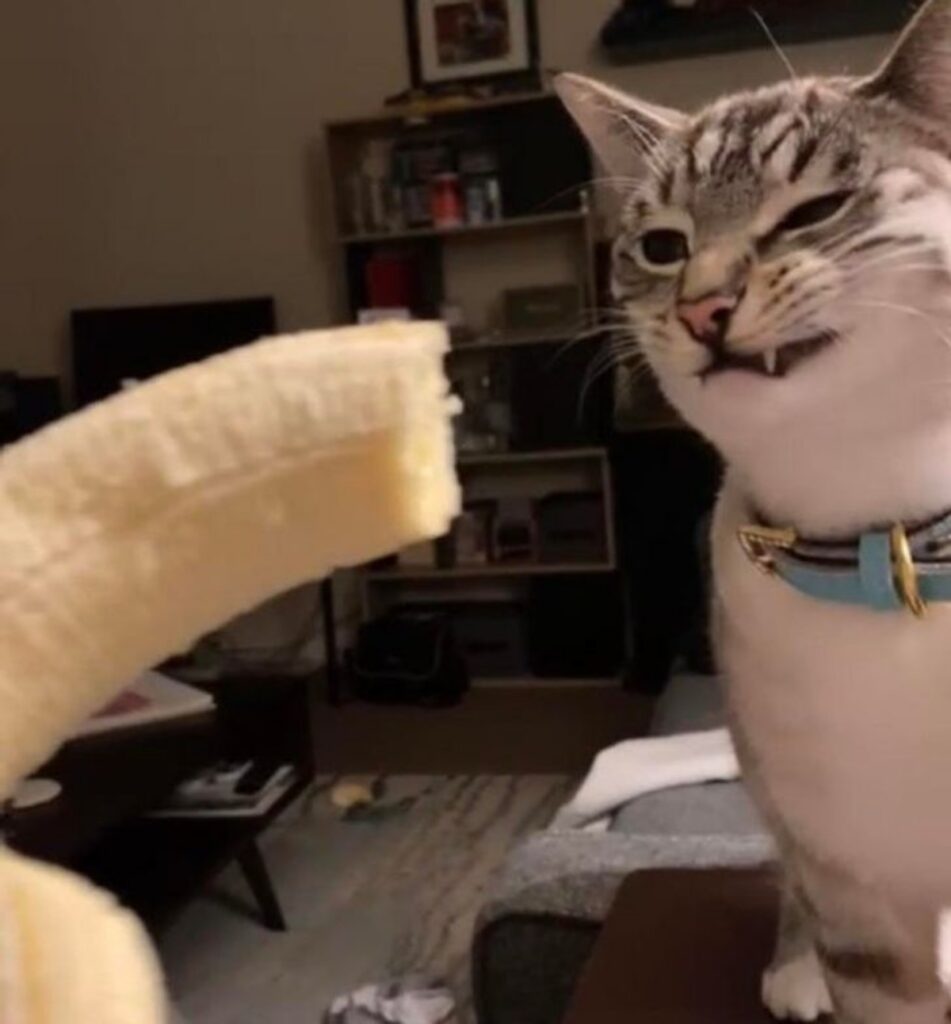 gatto guarda banana