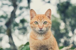 6 foto di gatti che raccontano storie emozionanti