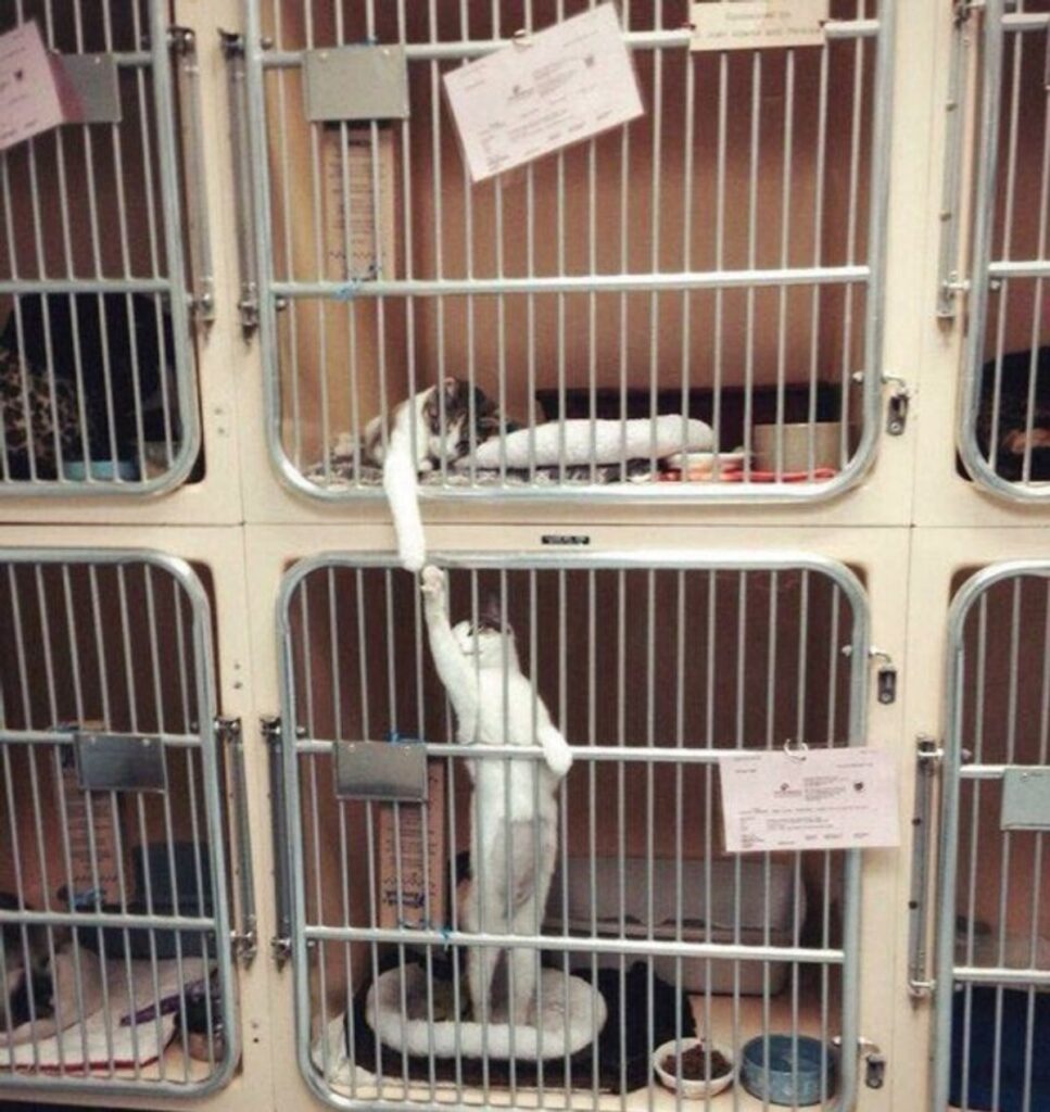 gatti in gabbia