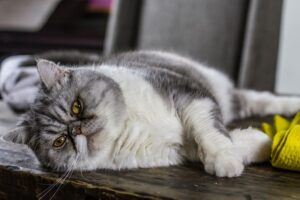 6 foto di gatti che sono divenuti i re del dramma