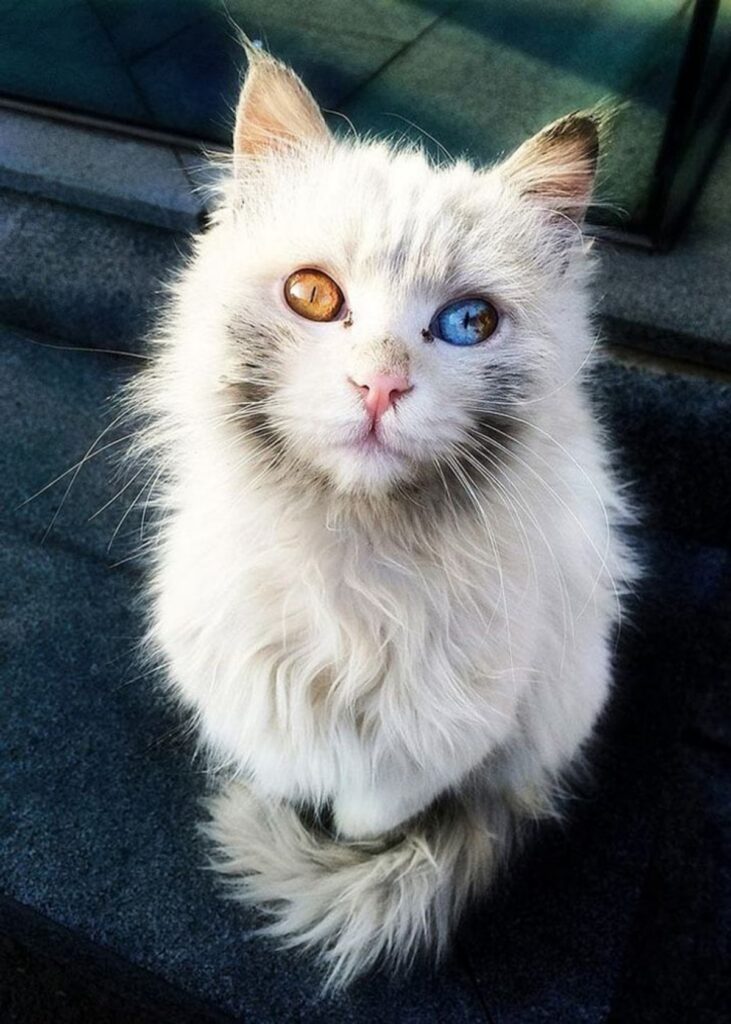 gatto sguardo colorato