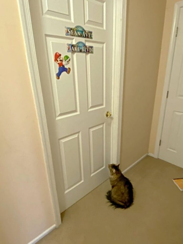 gatto fuori porta