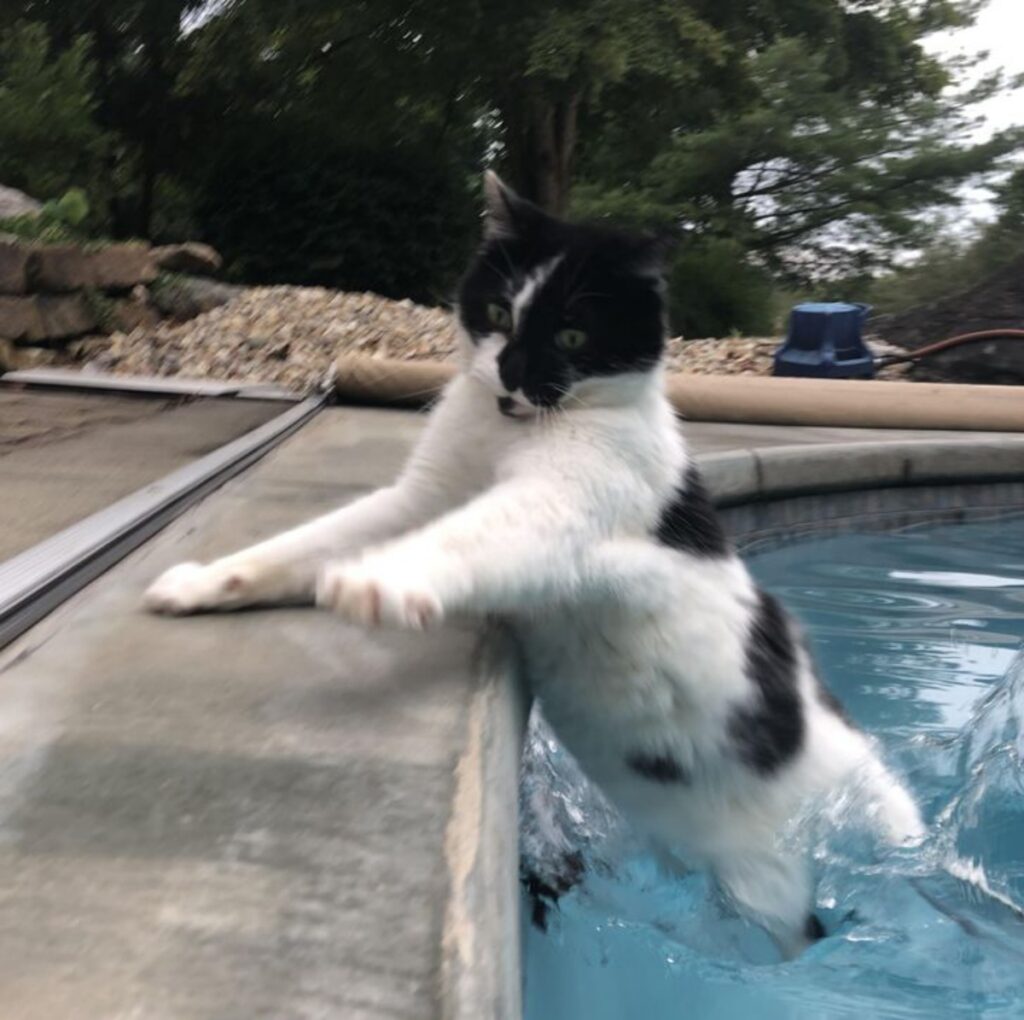 felino acqua buffo