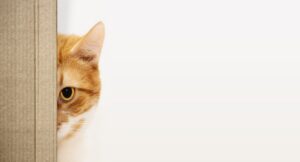 6 foto di gatti nascosti che ti manderanno in confusione