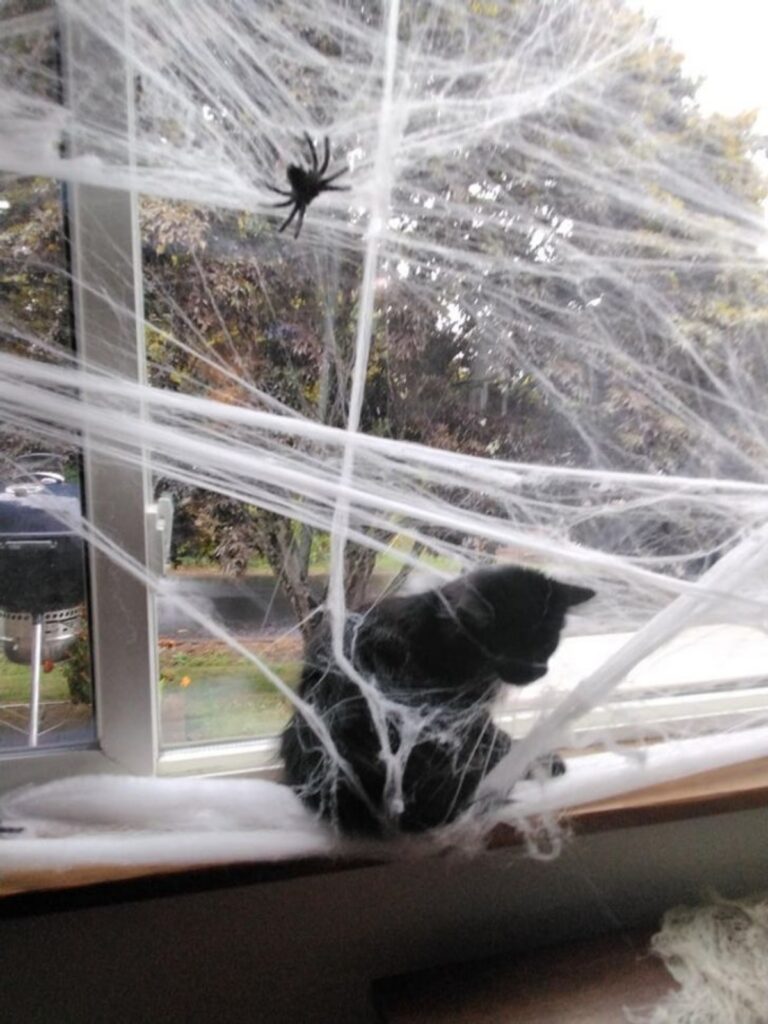 gatto ragnatele halloween