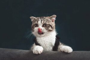 6 foto di gatti perfette per iniziare la giornata