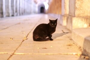 6 foto di gatti rinati dopo un passato burrascoso