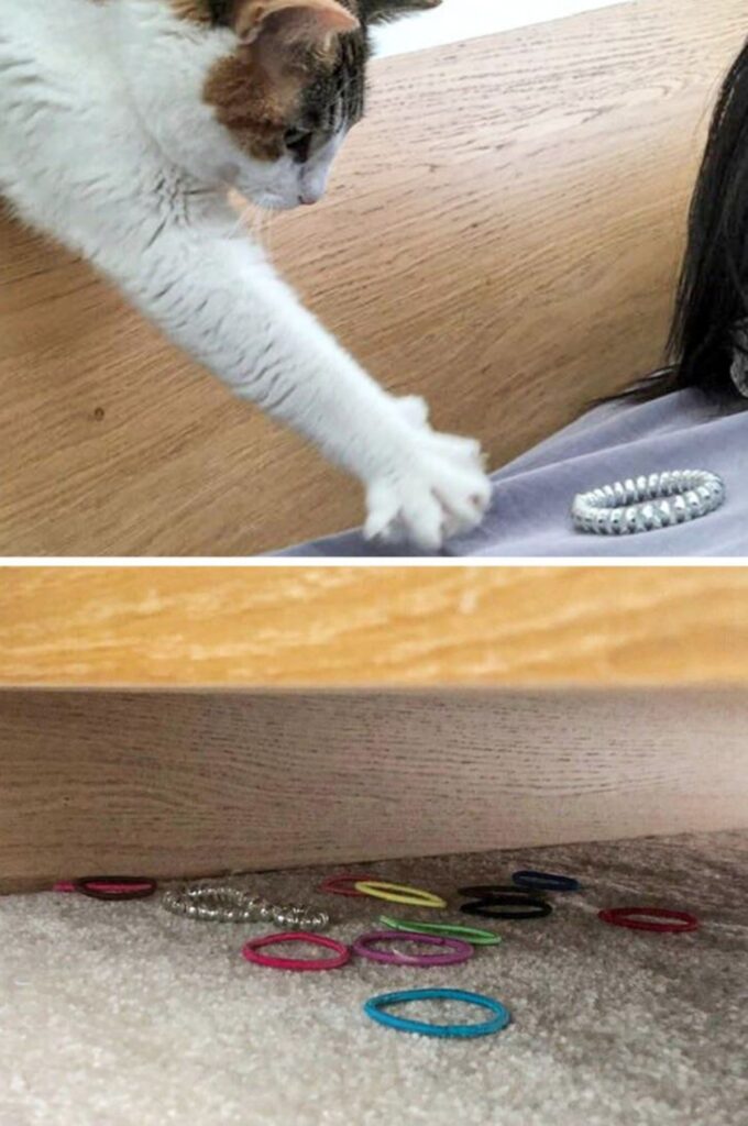 gatto zampa elastici