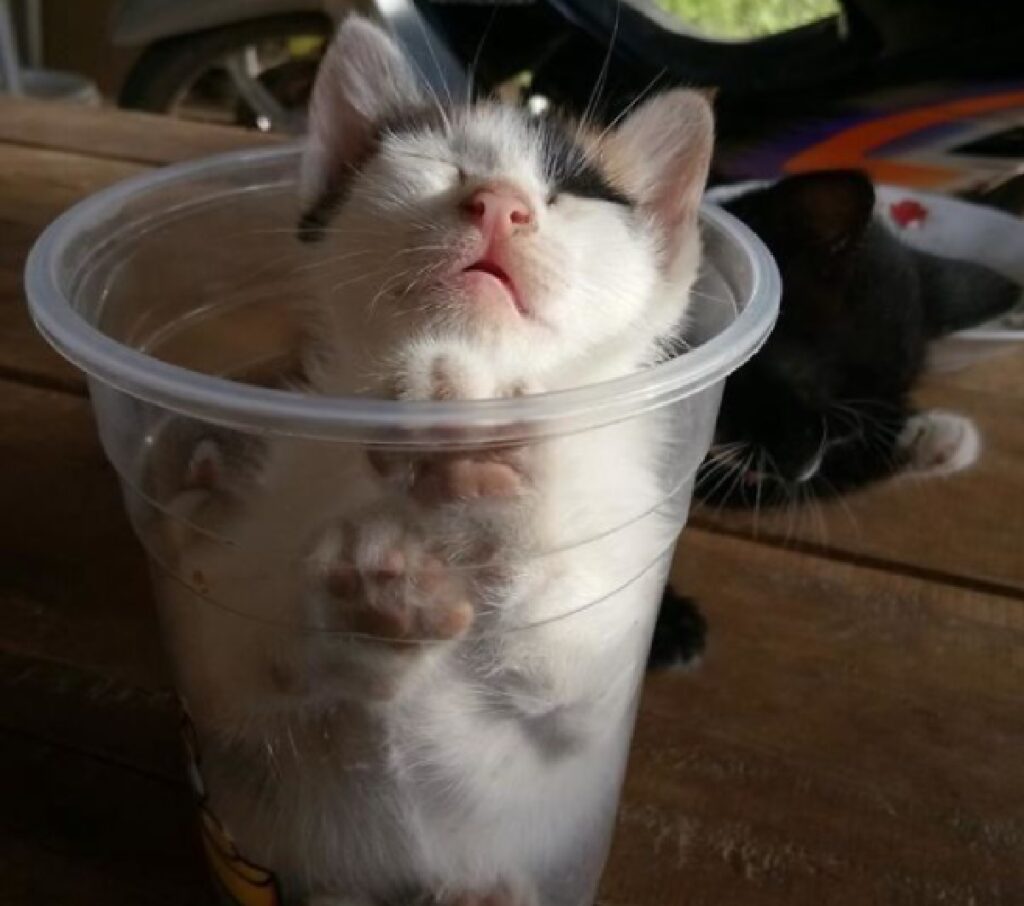 gatto riposa dentro bicchiere