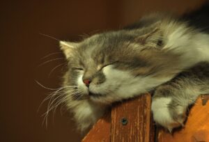 8 foto che ci svelano il segreto grazie al quale i gatti possono dormire ovunque