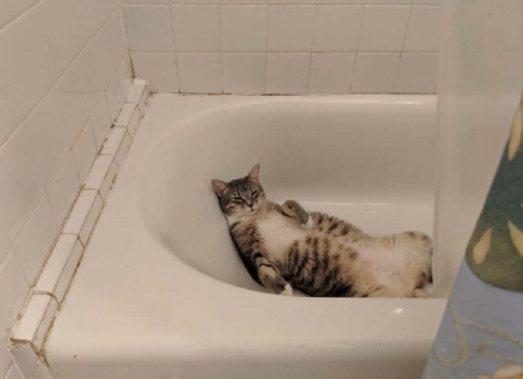 gatto riposa in vasca