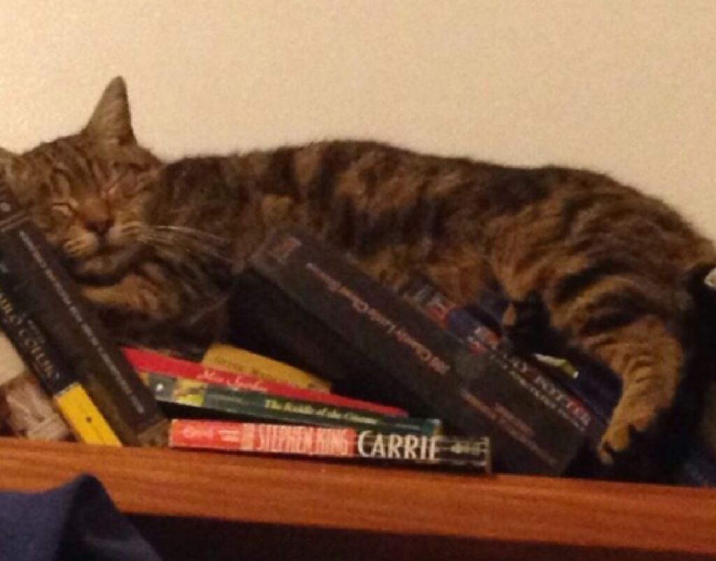 gatto riposa su libri 