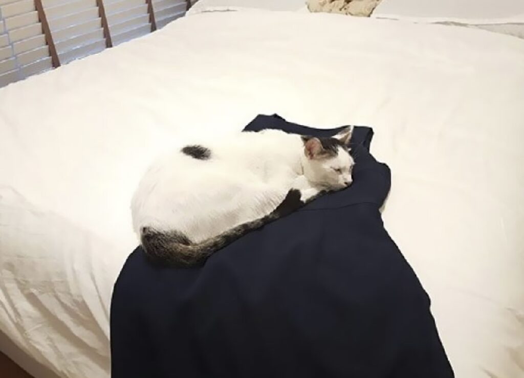 gatto preferisce dormire su vestito 