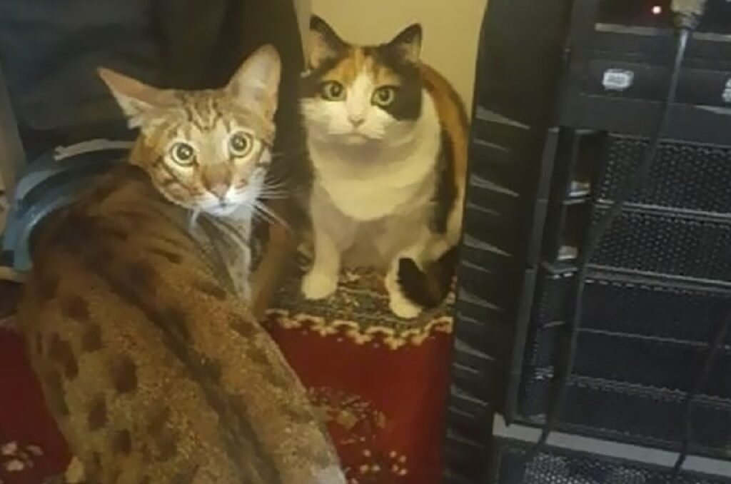 gatti vicino fili del computer