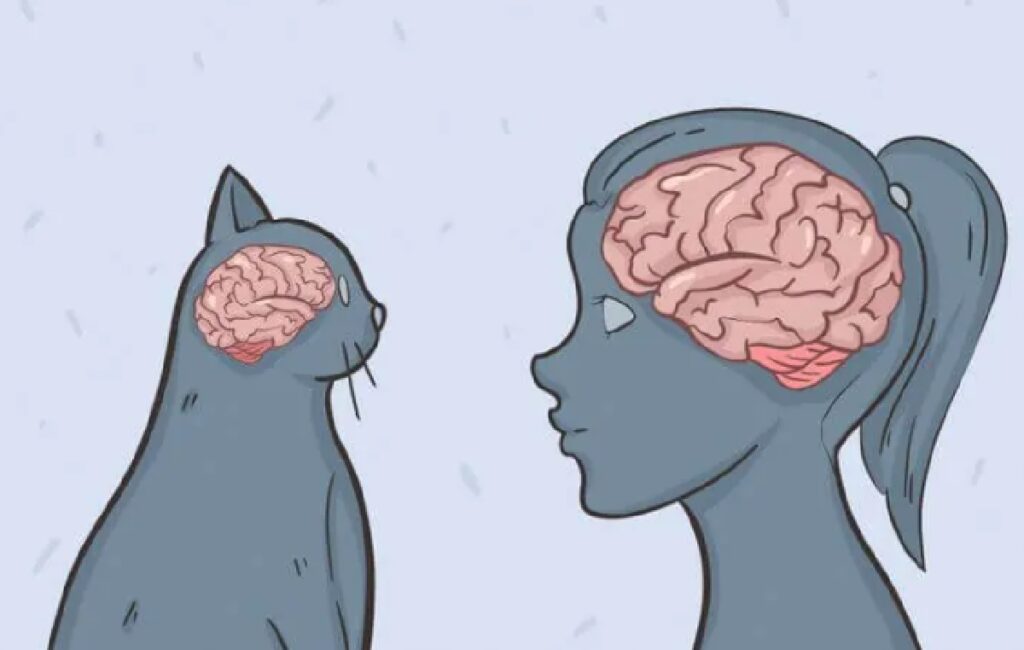 gatti cervello grandezza 