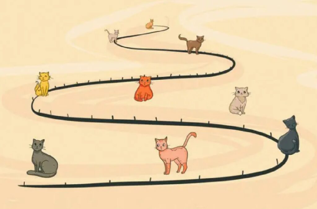 gatto percorso evolutivo