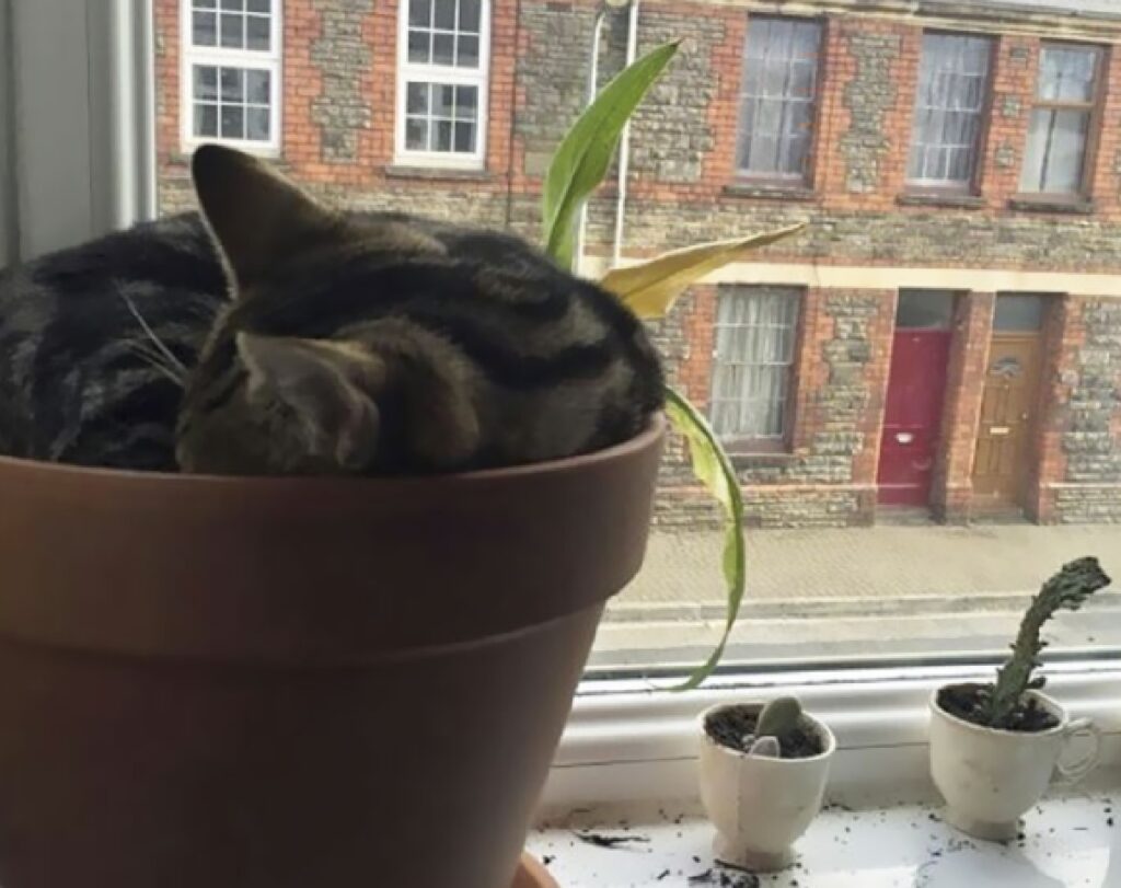 gatto dorme su vaso 